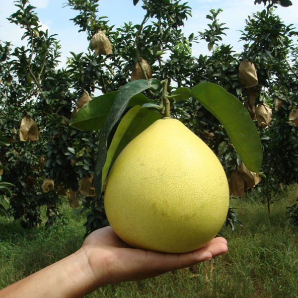 FRESH POMELO